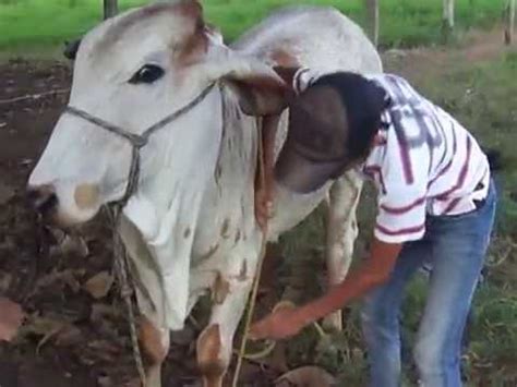 Veja como deitar seu boi que não tem cupim Adestramento De Bezerros