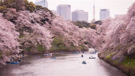 10 Ting å gjøre i Tokyo om våren Hellotickets