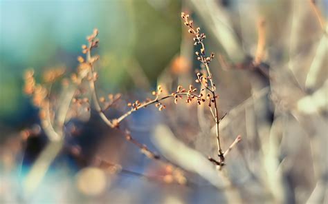 Wallpaper Sunlight Water Nature Grass Winter Branch Morning