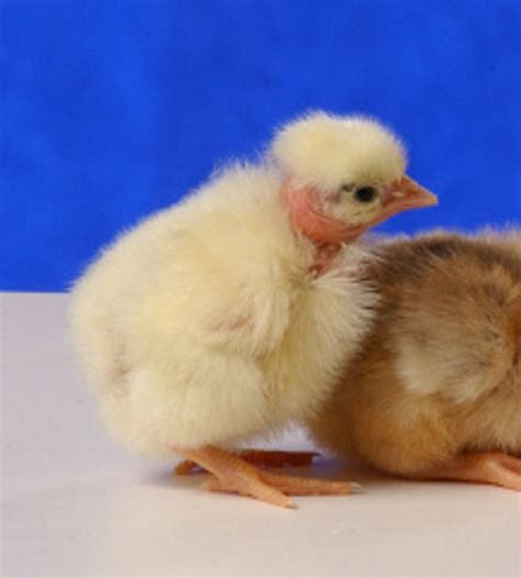 Turken Naked Neck Chicks For Sale Cackle Hatchery