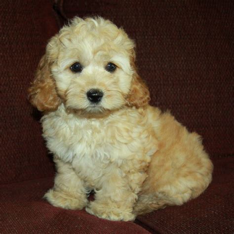 About Cockapoo Puppies – Curious Puppies