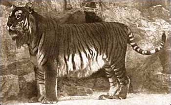 Endangered and Extinct Animals: Why Did the Caspian Tiger Become Extinct?