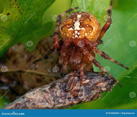 Aranha De Jardim Diadematus Do Araneus Comendo Uma Rapina Foto De