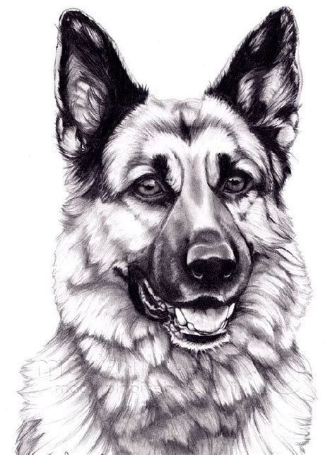 How To Draw The German Shepherd Realistic Face Sketch With In 7 Simple