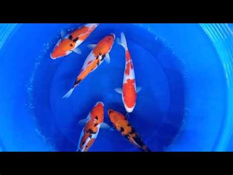 Harga Ikan Koi Di Bandung Agro Koi Farm Kediri Jual Ikan Koi