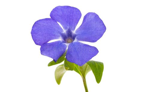 Periwinkle Flower Isolated Stock Photo Image Of Nature 274626026