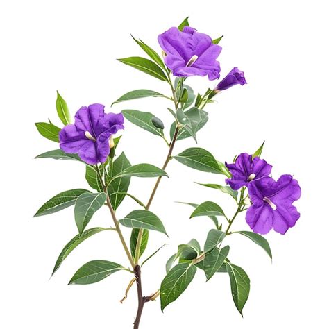 Premium Photo A Drawing Of Purple Flowers With Green Leaves