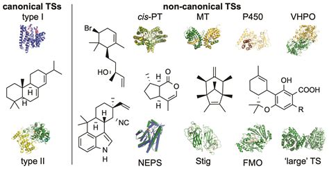 Terpene synthases in disguise: enzymology, structure, and opportunities ...