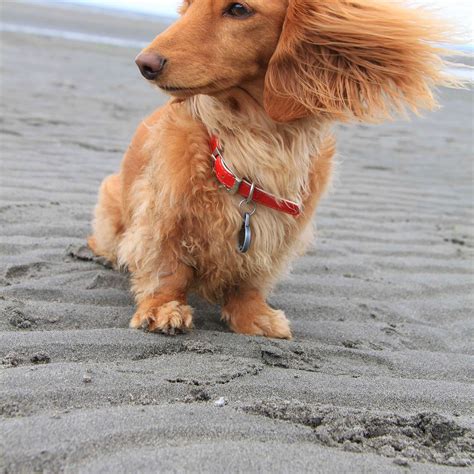 17 Images Of Dogs Enjoying A Windy Day