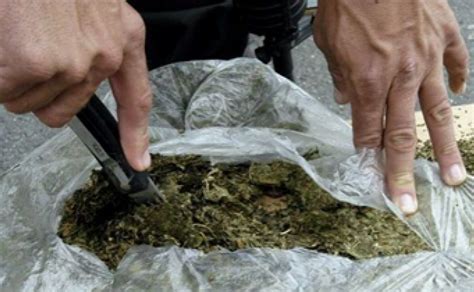 Caen Los Caucanos Red Criminal Se Alada De Traficar Marihuana El