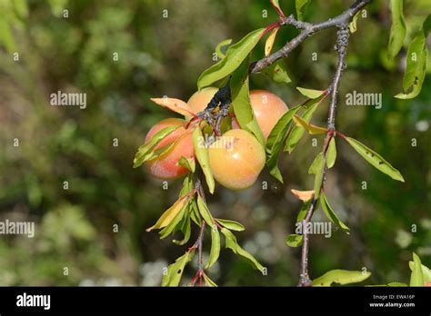 Chickasaw plum tree hi-res stock photography and images - Alamy