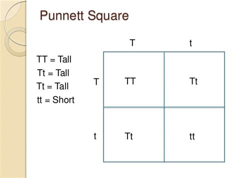 Punnett Square Intro