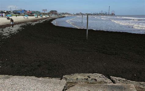 Tourists Grumble As Galveston Seaweed Clean Up Continues