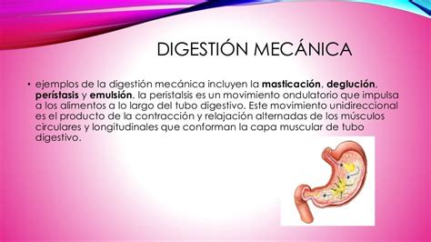 Digestión Absorción Metabolismo Y Excreción