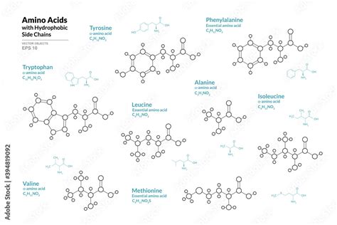 Amino Acids Tryptophan Tyrosine Phenylalanine Leucine Alanine