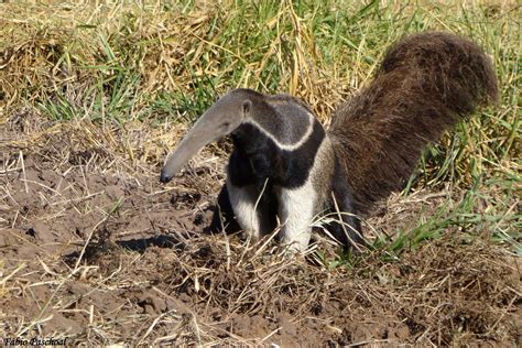 Contos De Paco Encontros A Vida Selvagem Pantanal Cap Tulo