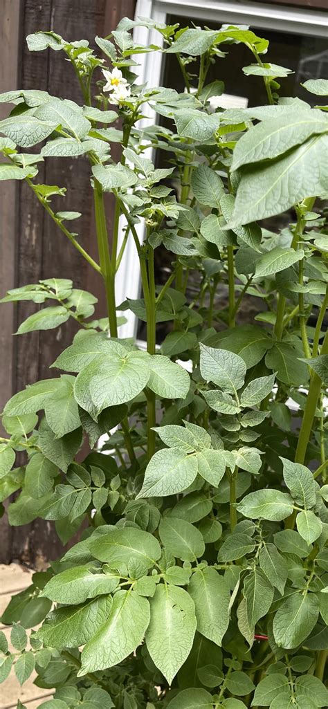 Potatoes On The Vine R Gardening