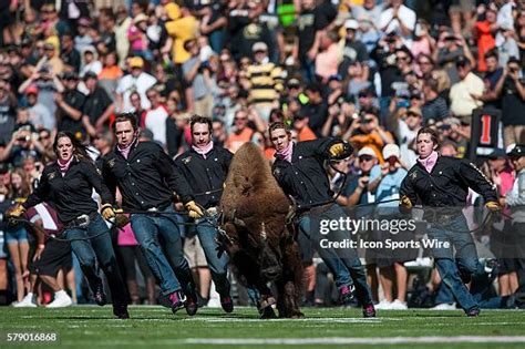 Colorado Buffaloes Mascot Photos and Premium High Res Pictures - Getty ...