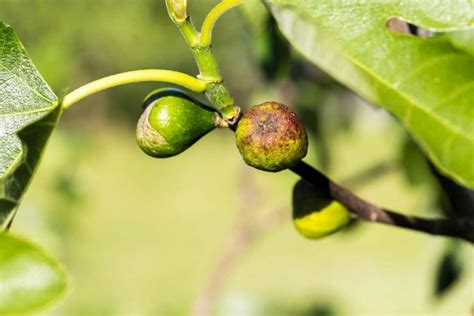 Fighting Fig Tree Diseases: A Guide to Diagnosis and Treatment - Minneopa Orchards