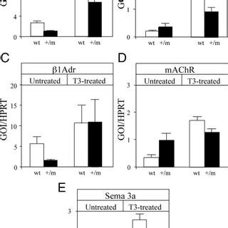 Cardiac Gene Expression Analysis Using Real Time Pcr In Untreated And T