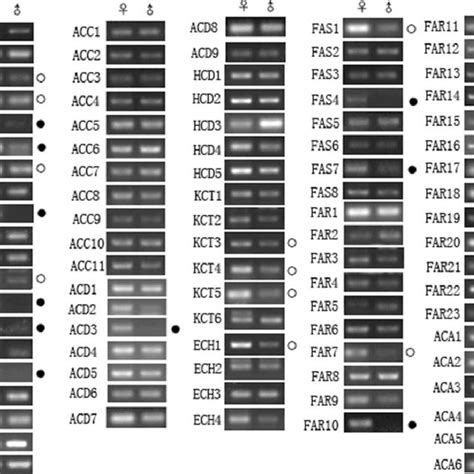 Sex Pheromone Biosynthesis Pathways In Spodoptera Litura A The