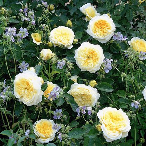 Роза Пилигрим Фото – Telegraph