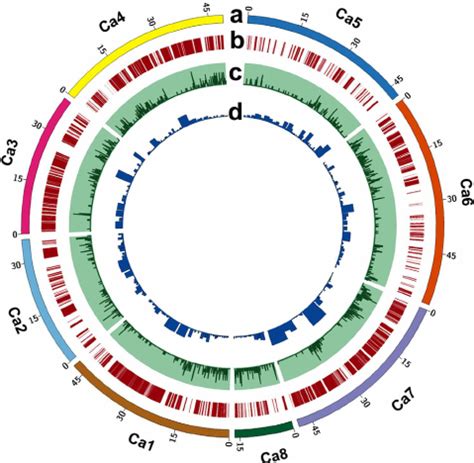 Genome Wide Distribution Of Snps And Recombination Bins In Chickpea