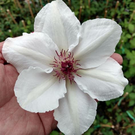 Clematis Ninon Buy Clematis Perennials Online