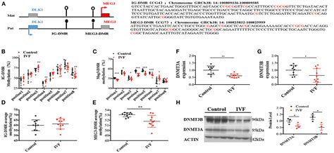 Frontiers Elevated Expression Of Lncrna Meg Induces Endothelial