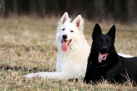 All White German Shepherd For Sale | PETSIDI