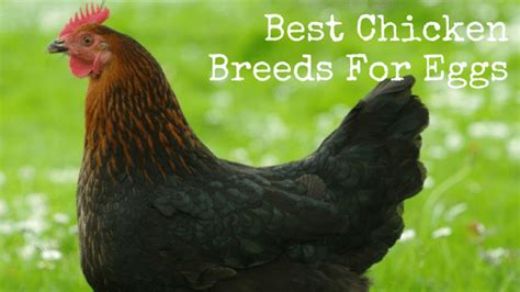 Best Chicken Breeds For Eggs | Backdoor Survival