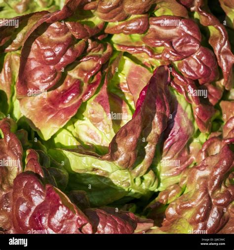 Red Iceberg Salad Lettuce Growing In A Raised Bed At The Rhs Wisley