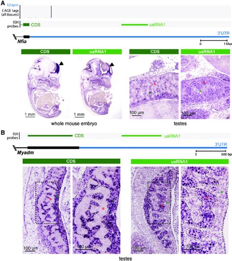 UaRNAs Within The Nfia And Myadm 3 0 UTRs A Top Panel Genomic