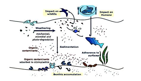 Chi Sono I Responsabili Delle Microplastiche Negli Oceani Cosmesi In