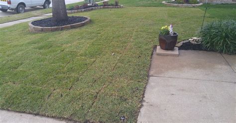 Zoysia Sod Installation | Hometalk