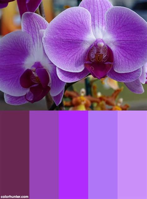 Orchid Alden Cornell Molokai Hawaii 7 Color Palette Color Palette