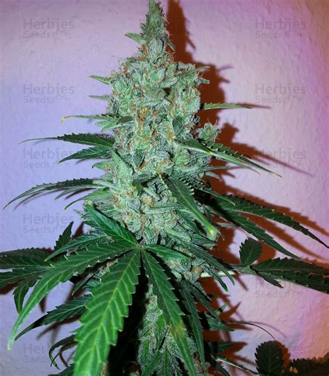 Early Skunk Early Pearl X Skunk Regular Seeds For Sale Strain