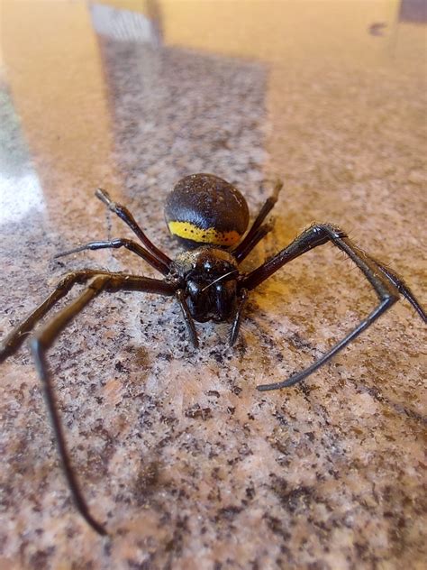 African Hermit Spider from Manhuaçu on December 26 2021 at 09 36 AM by