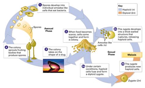 Plasmodial Slime Mold Life Cycle