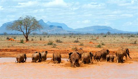 12 Best Wildlife Sanctuaries in Africa & Asia - Creative Travel Guide