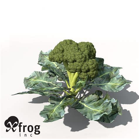 Xfrogplants Broccoli 3d Model Cgtrader