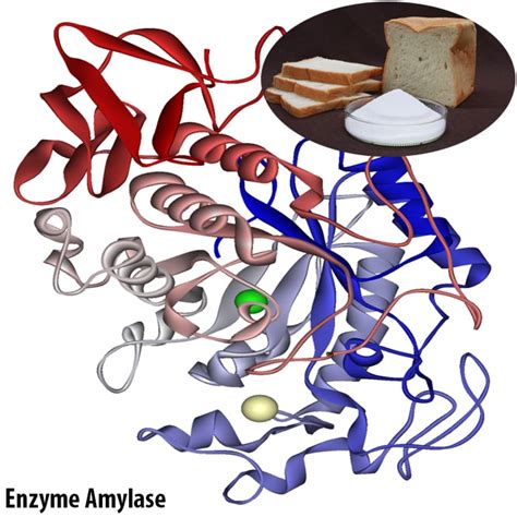 Enzyme Amylase C T C D Ng G Nh Ng T C D Ng C A Enzyme Amylase