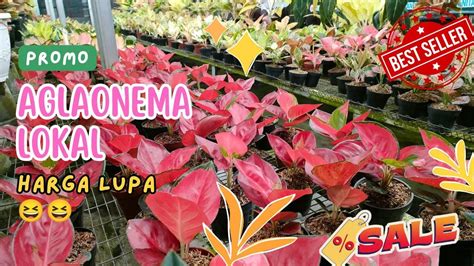 Promo Aglaonema Lokal Varian Lengkap Eh Banyak Harga Lupa