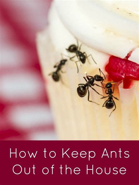 How To Keep Ants Out Of The House Ants Garden Pests Healthy Lawn