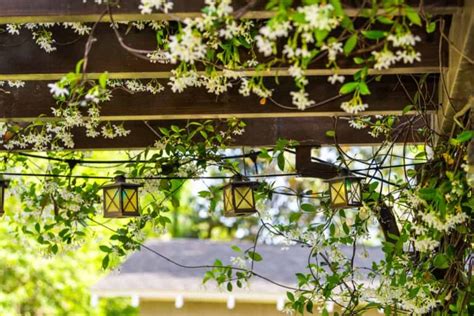 Will Jasmine Climb Trellis How To Train Star Jasmine Vine