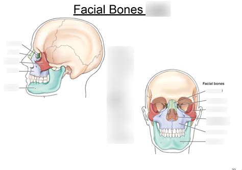 Facial Bones Diagram | Quizlet