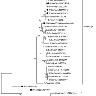 Phylogenetic Tree Of A Full Length HA Gene Of Influenza B Sequences