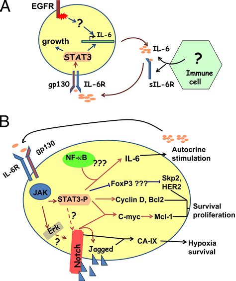 Autocrine Il 6 Signaling A Key Event In Tumorigenesis Cancer Cell