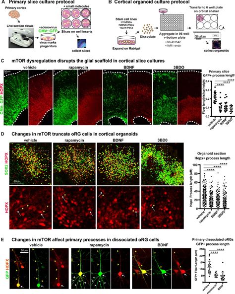 MTOR Signaling Regulates The Morphology And Migration Of Outer Radial