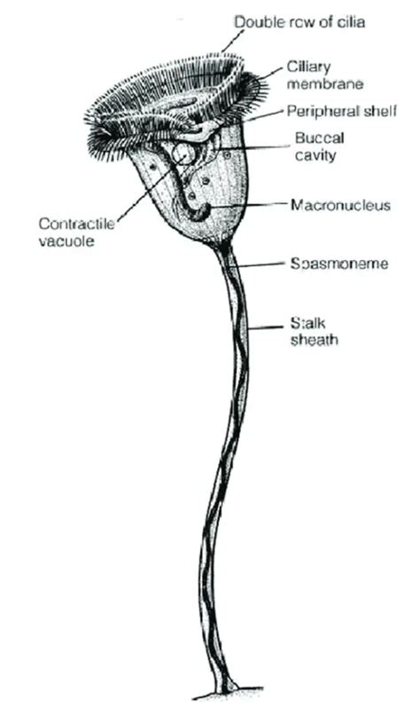 What are Vorticella? – Microscope Clarity